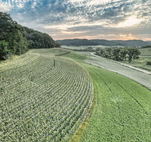 Foto d'estoc gratuïta de agricultura, camp, camps de cultiu