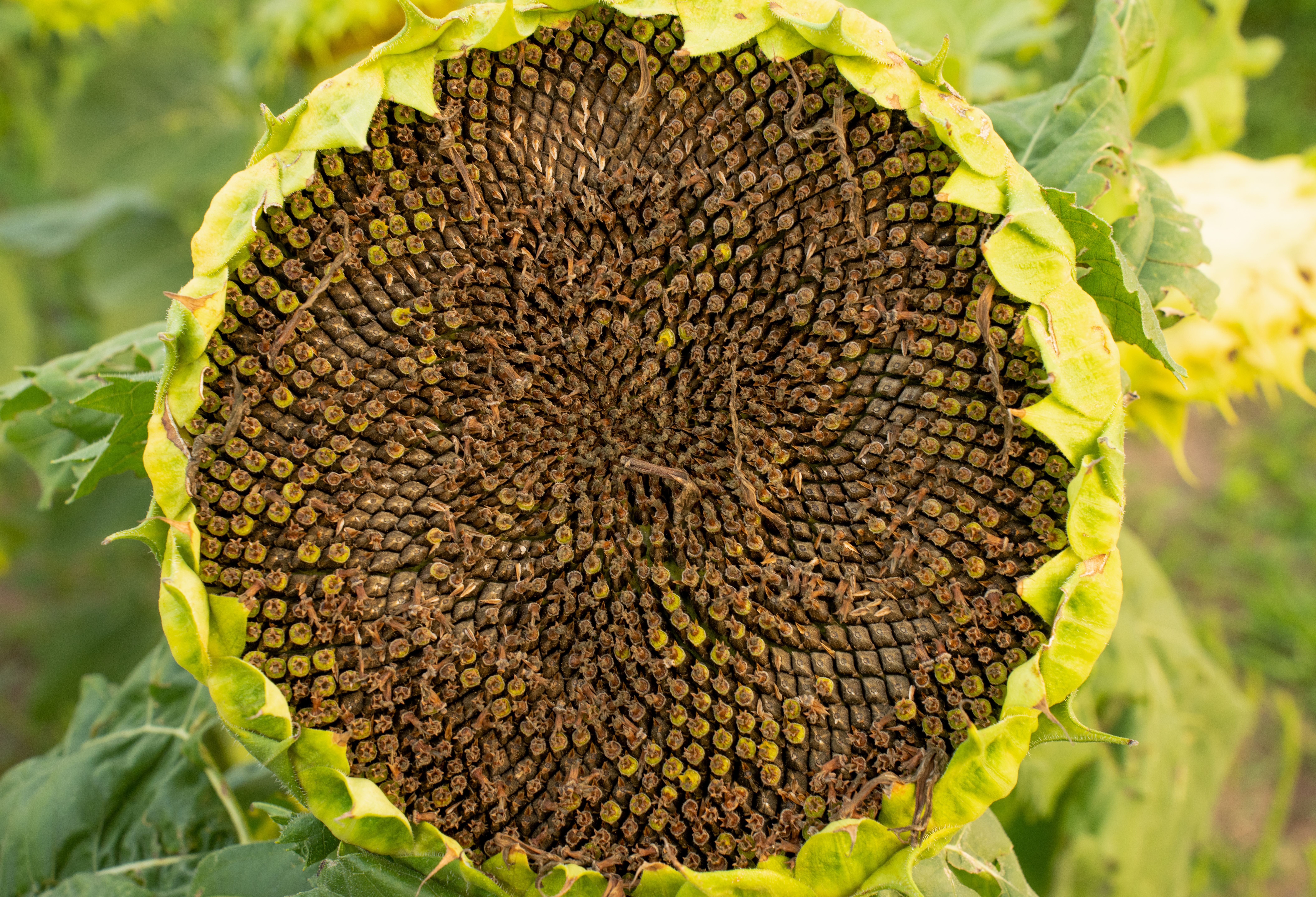 Sunflower Harvest: Timing, Techniques, and Getting Fair Prices