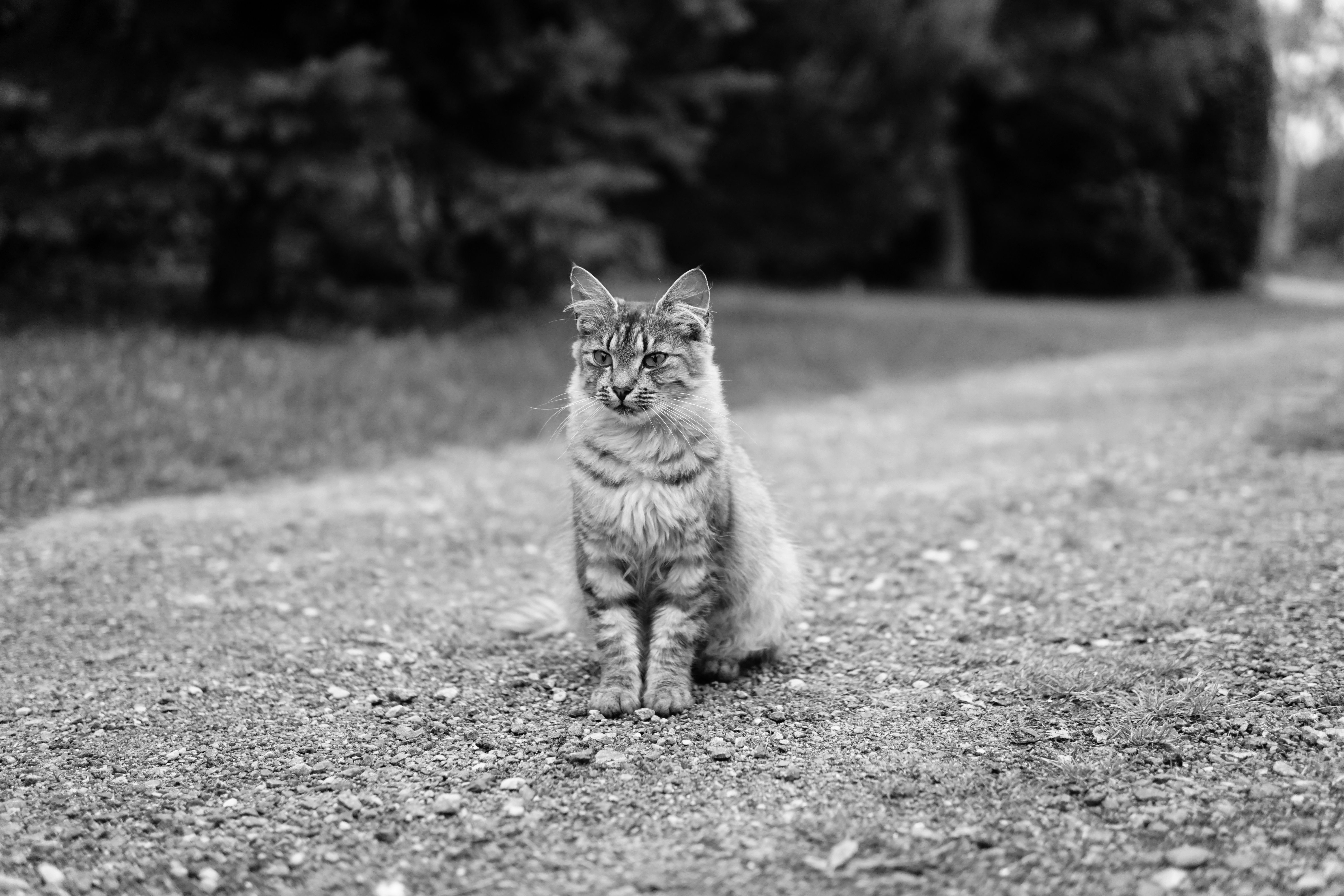 A black and white photo of a cat sitting on a gravel road · Free Stock ...