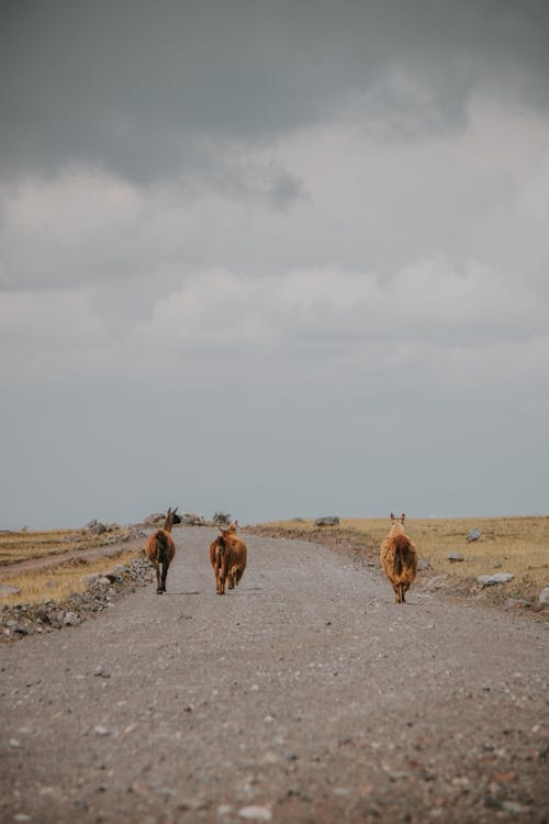 가축, 날씨, 도로의 무료 스톡 사진