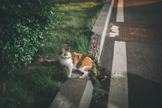 Charming calico cat on grassy curbside at night in Fuzhou, China.