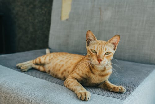 Kostenloses Stock Foto zu faul, kätzchen, katze