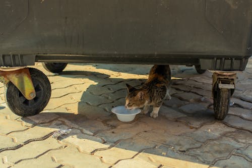 Fotos de stock gratuitas de gatos callejeros