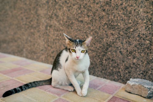 Fotos de stock gratuitas de calle, calles de la ciudad, gatito