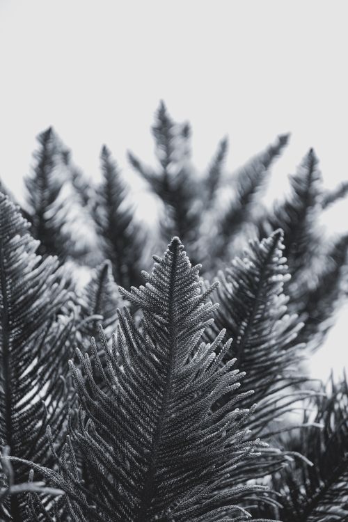 Free Black and white image capturing the detailed texture of frosted conifer branches. Stock Photo