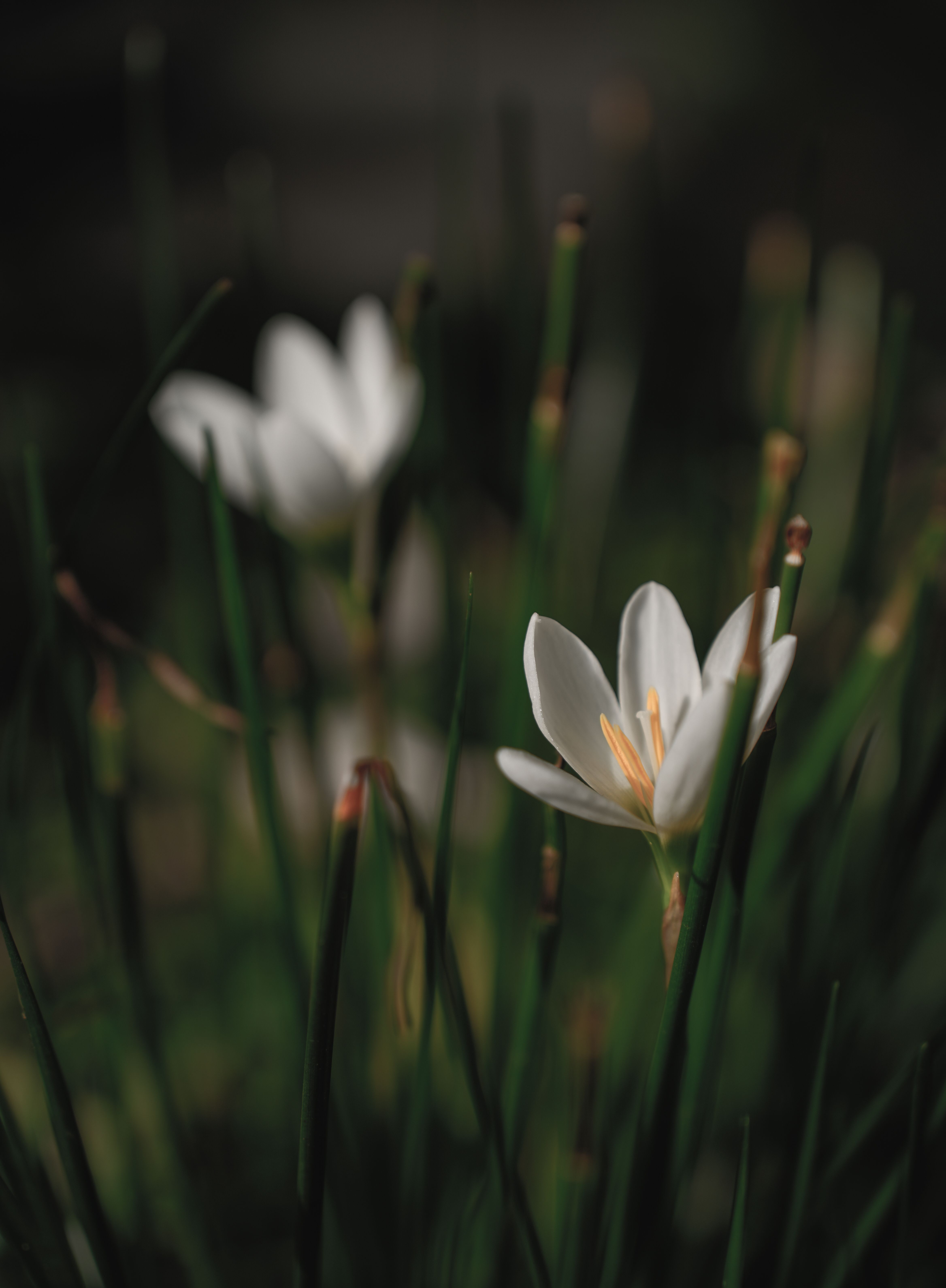 Blooming White Crocuses · Free Stock Photo