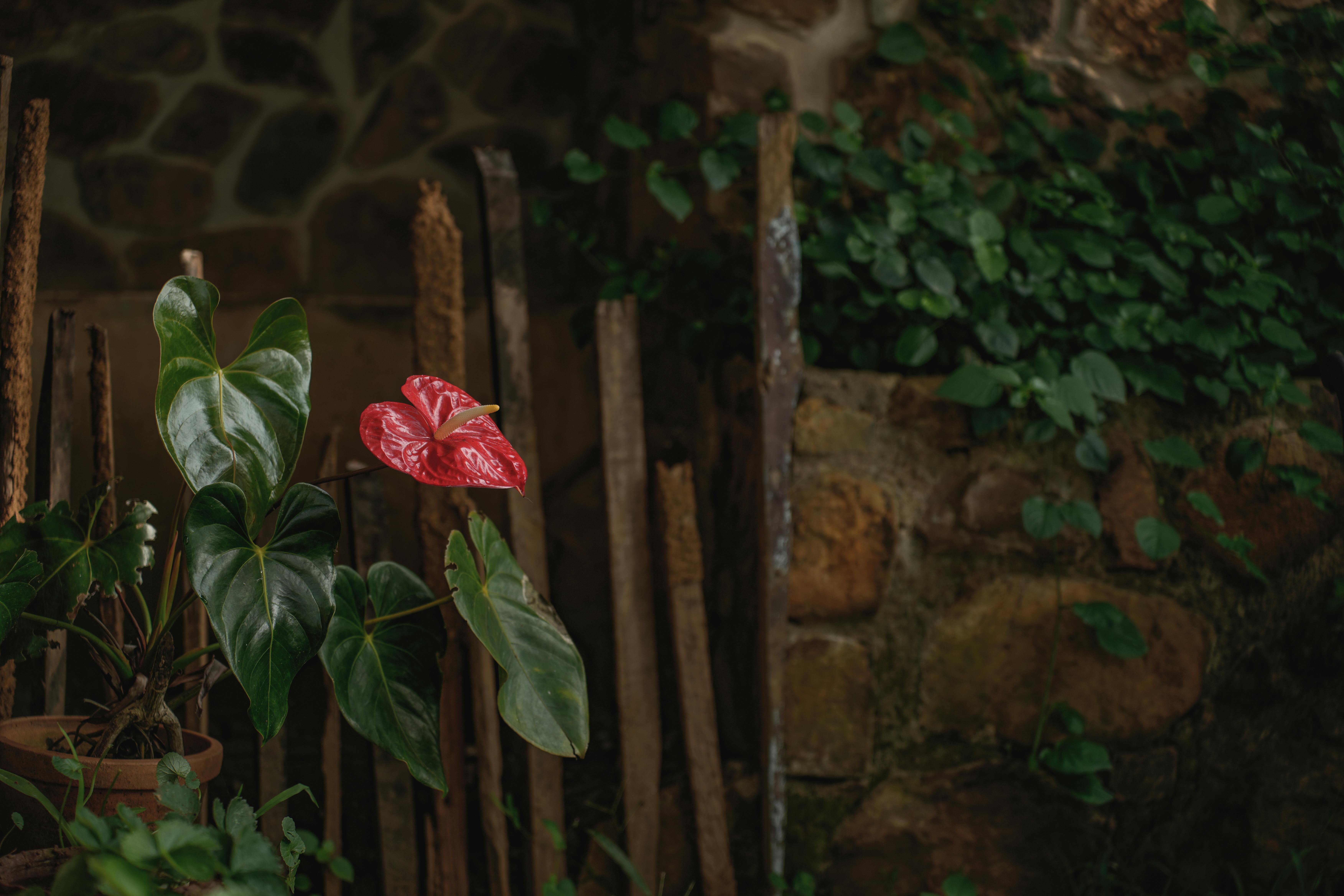 A bright red anthurium flower amidst lush foliage in a rustic garden in Wayanad, India.