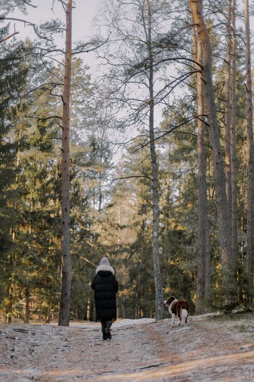 Free A woman walks her dog through a snowy path surrounded by tall trees in a winter forest. Stock Photo
