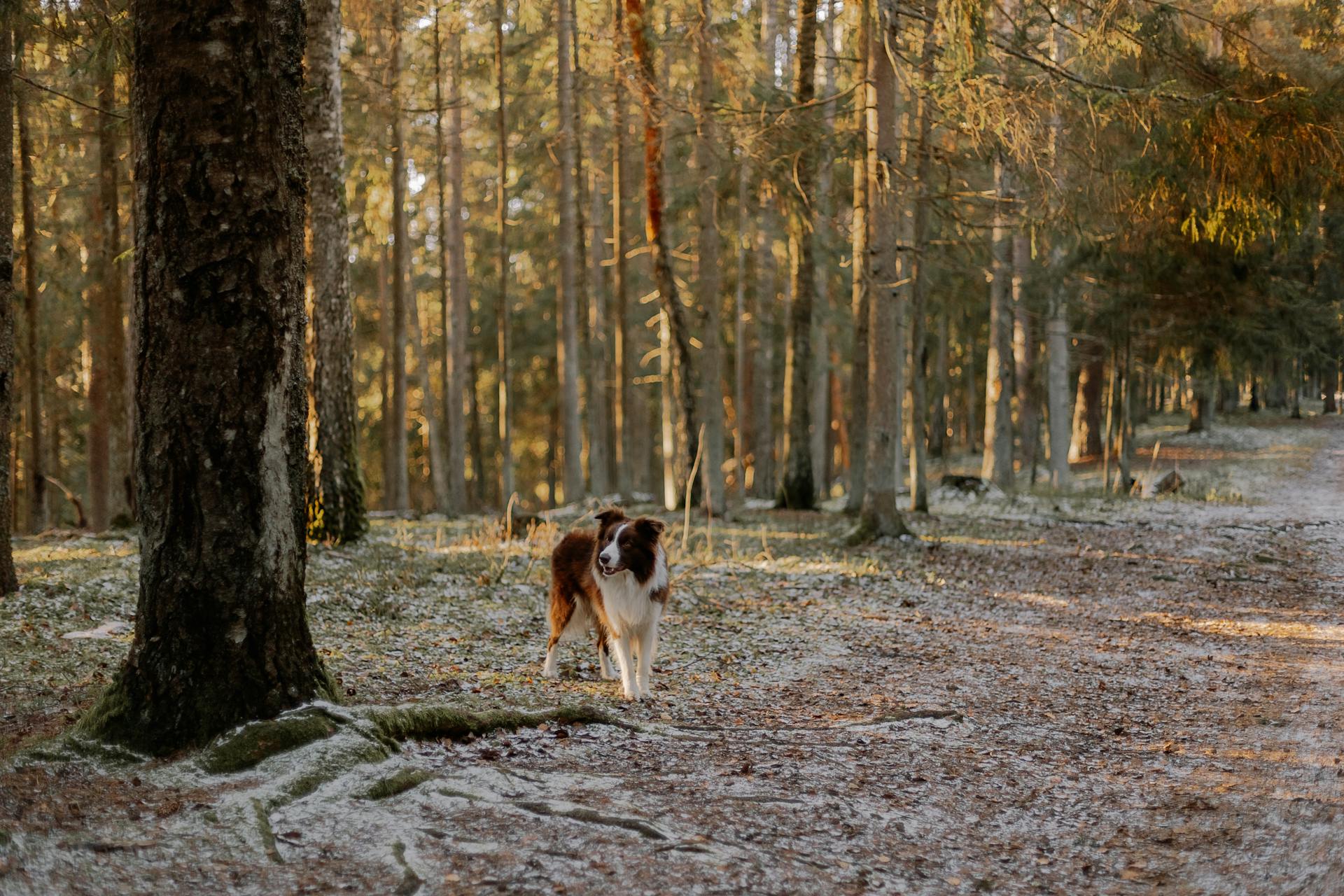 A Border Collie Dog in a Forest in Winter