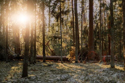 Sunlight in a Coniferous Forest in Winter 
