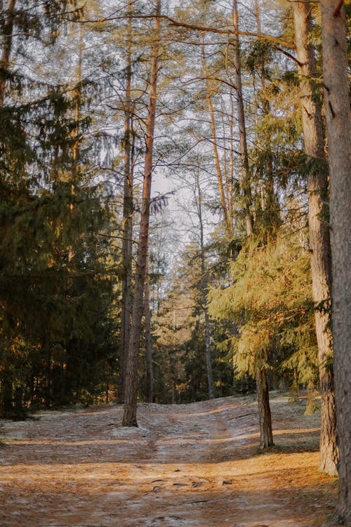 View of a Pathway in a Coniferous Forest in Winter 