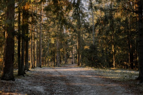 Fotobanka s bezplatnými fotkami na tému cestička, jeseň, les