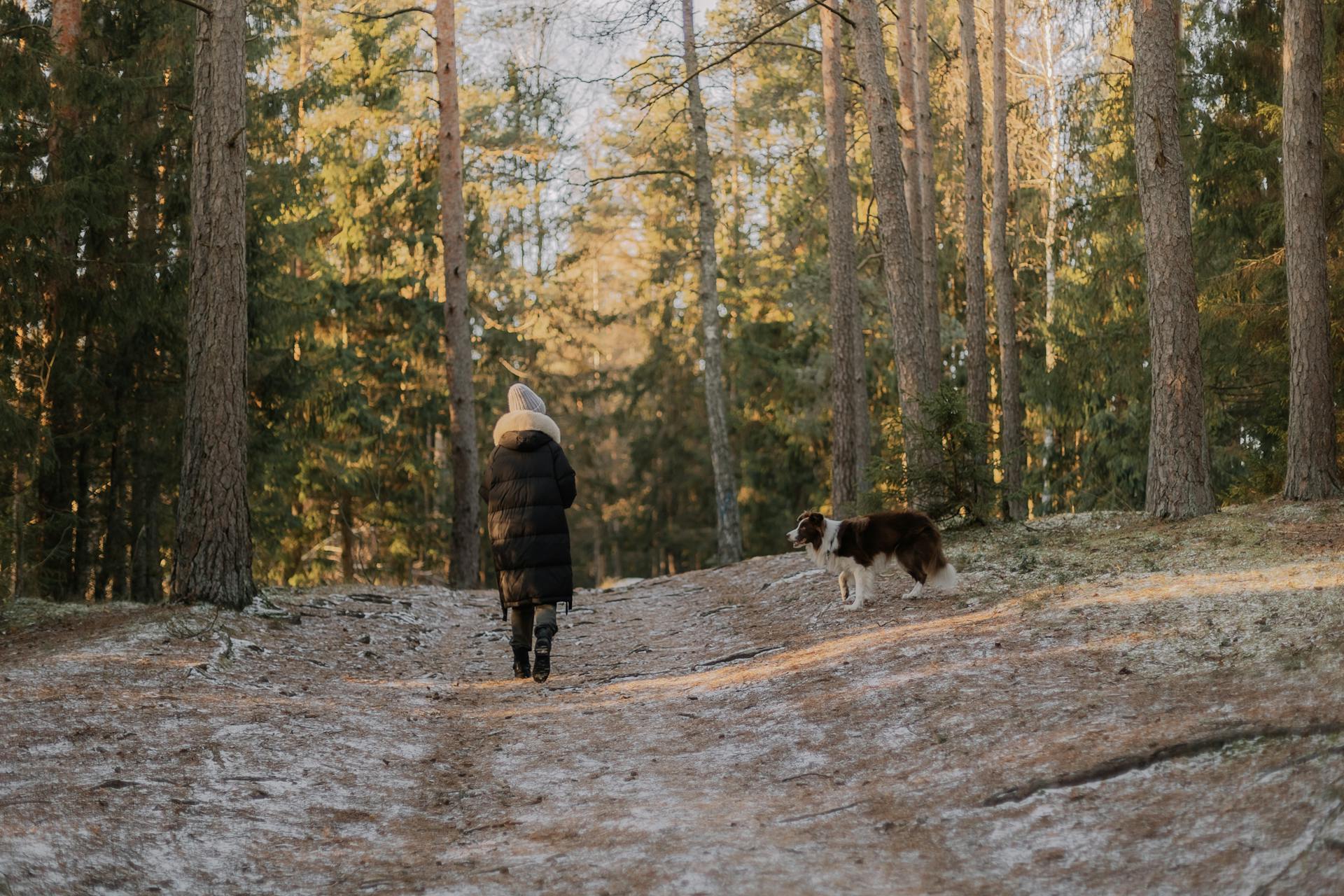 Woman Walking with a Border Collie Dog in a Forest in Winter