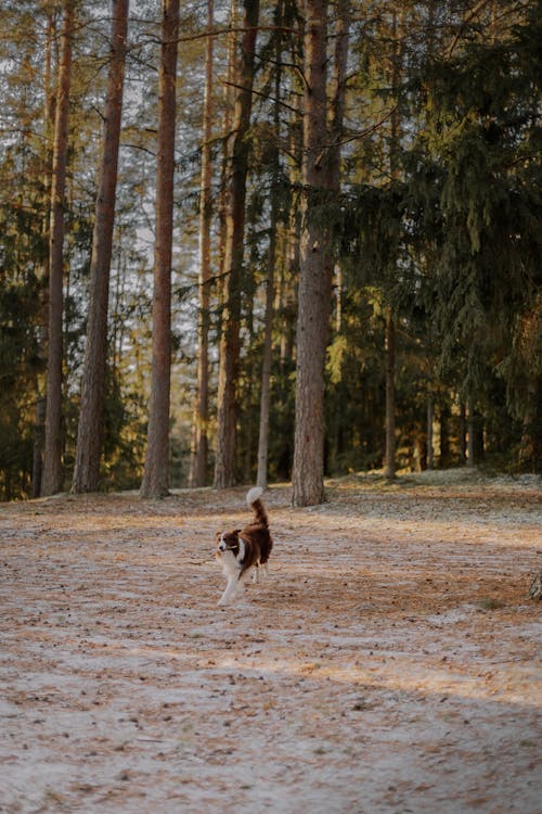 Darmowe zdjęcie z galerii z bieganie, border collie, domowy