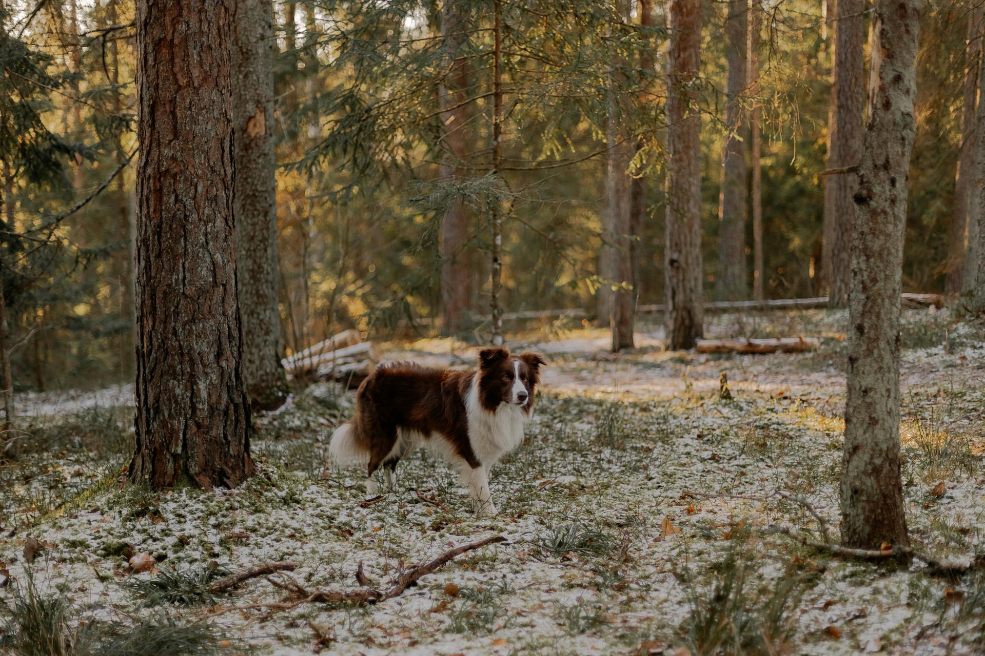 A Border Collie Dog in a Forest in Winter