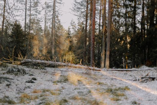 Toppled Tree in Forest