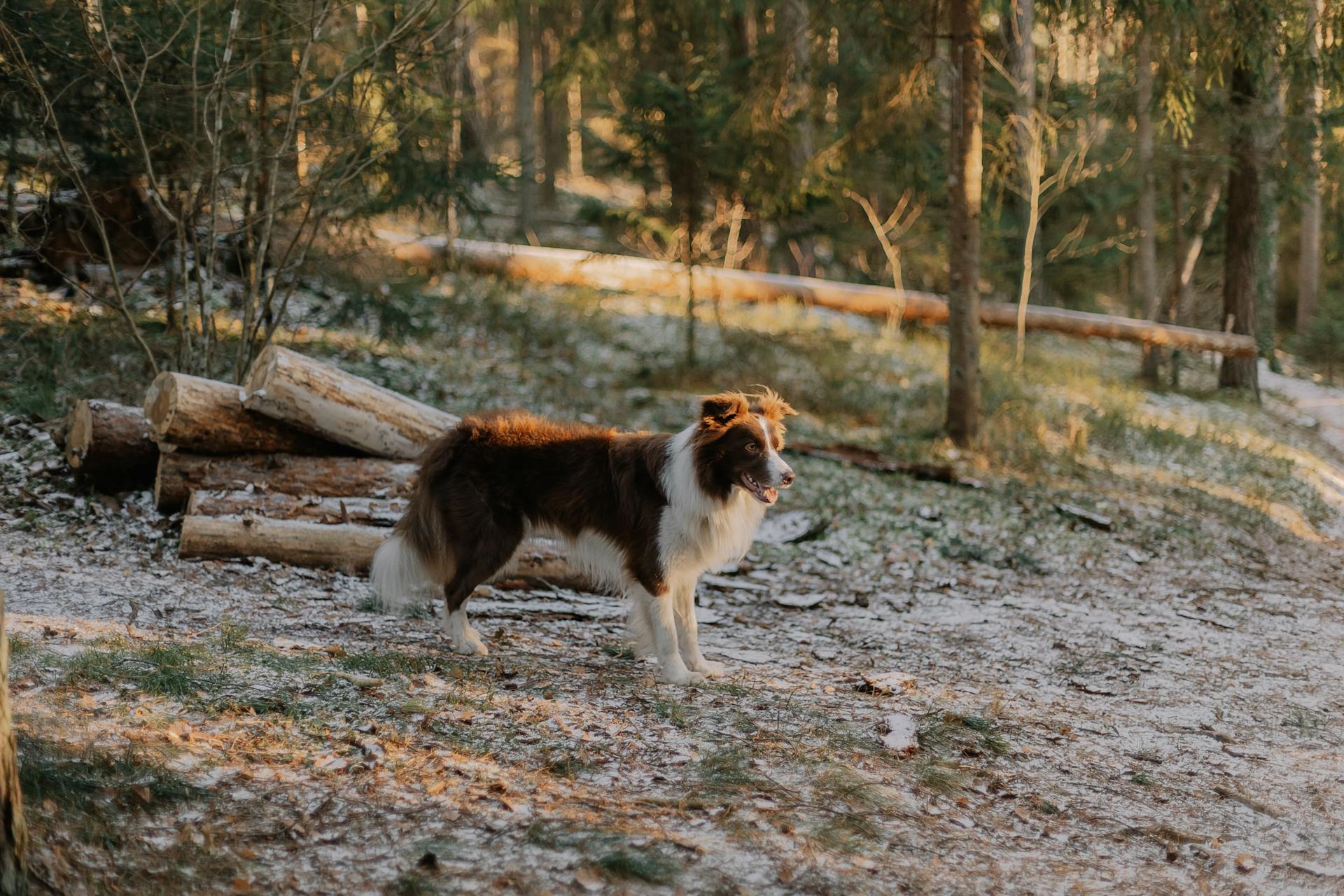 A Border Collie Dog in a Forest in Winter