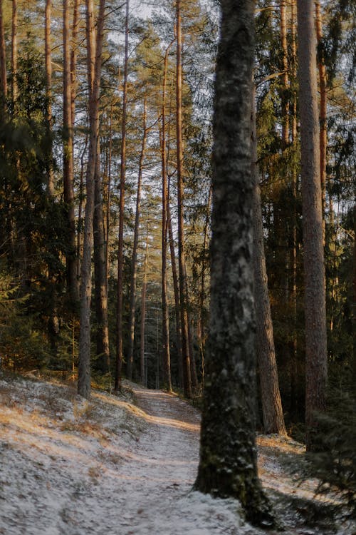 View of a Coniferous Forest with a Frosty Ground 