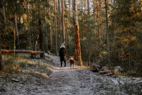 Free Back view of woman and dog walking through a snowy forest trail in winter. Stock Photo