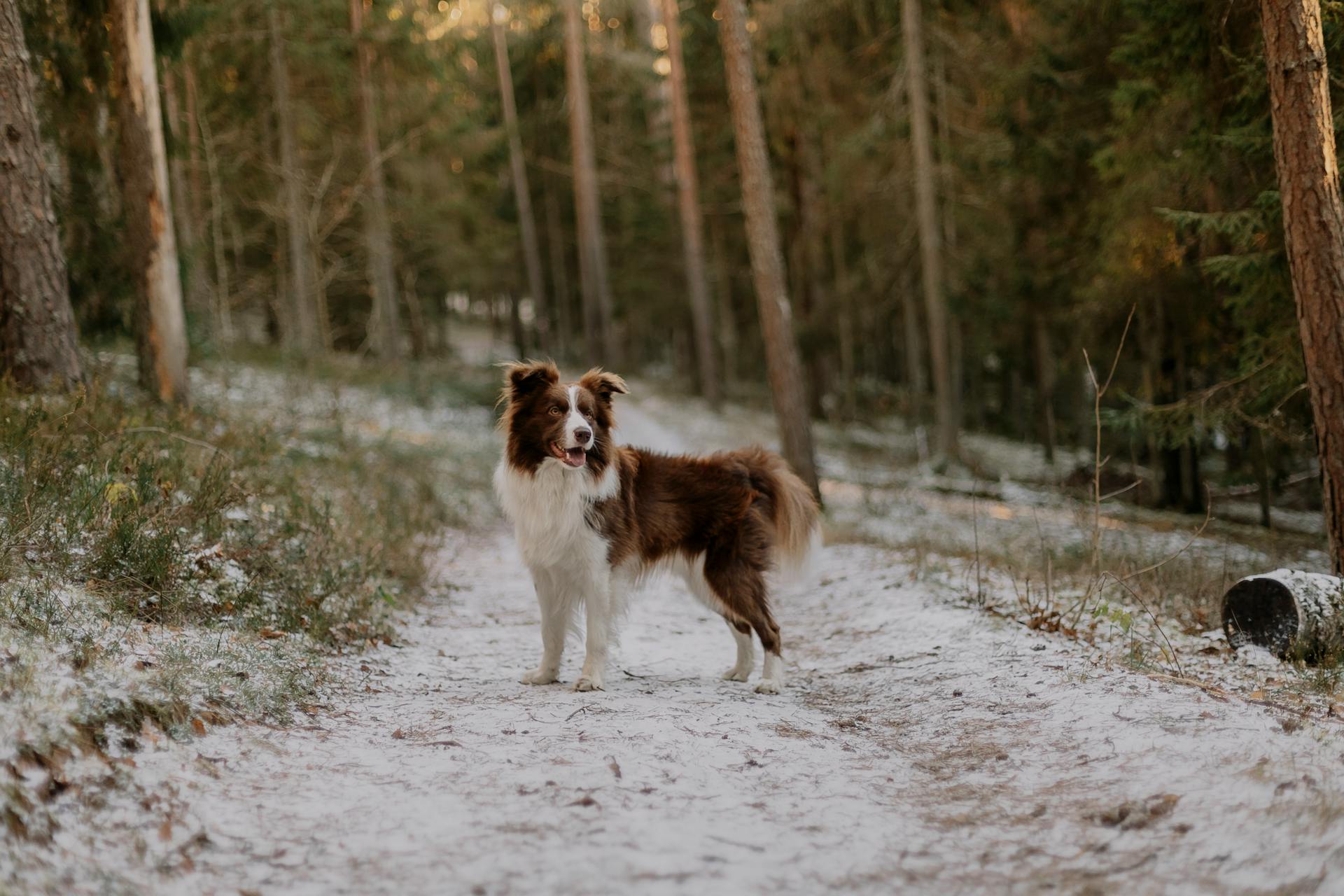 A Border Collie Dog in a Forest in Winter