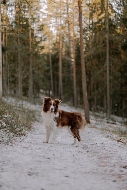 Foto stok gratis anjing, binatang, border collie