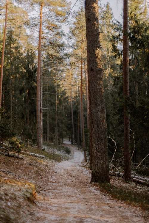 Foto d'estoc gratuïta de arbres, bosc, boscos