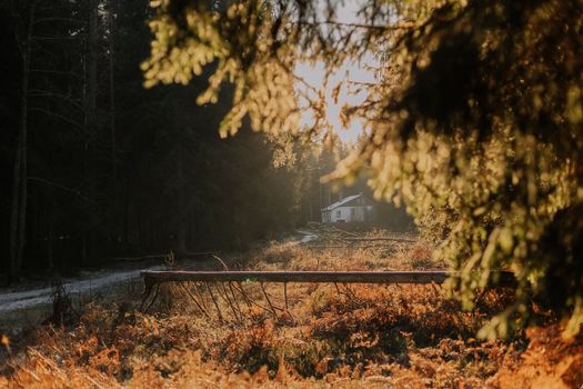 Toppled Trees by Dirt Road