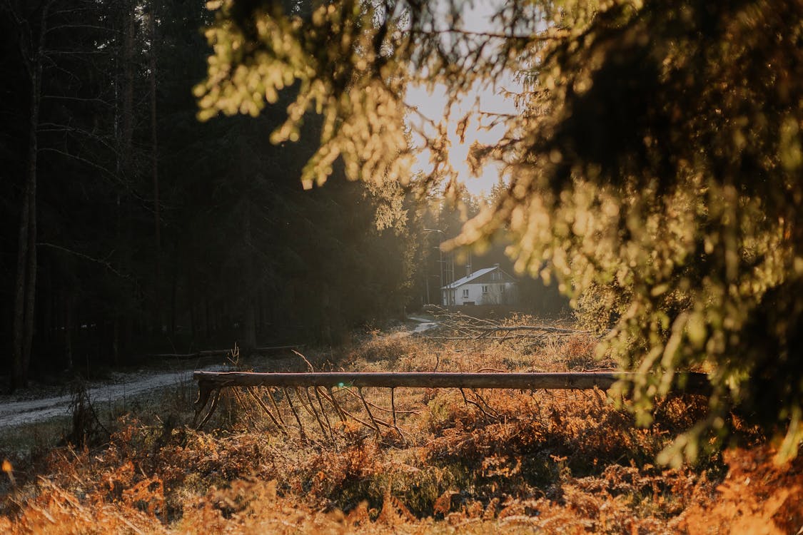 Immagine gratuita di alberi abbattuti, autunno, boschi