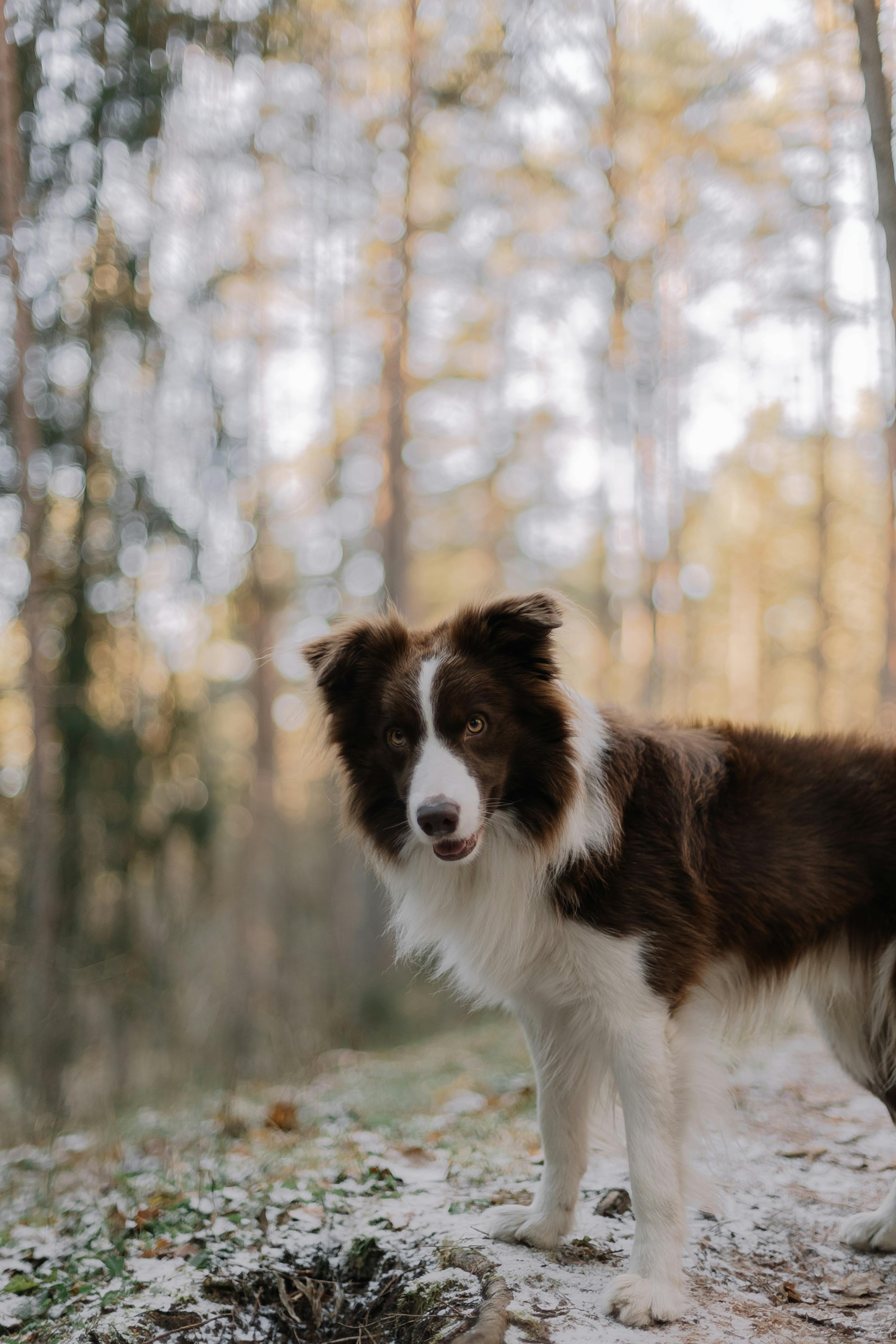 a border collie dog in a forest in winter