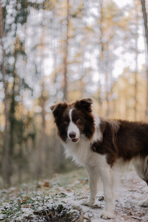 Ilmainen kuvapankkikuva tunnisteilla Bordercollie, eläinkuvaus, flunssa