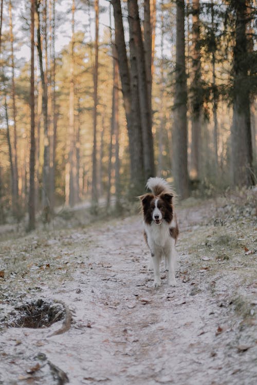 A Border Collie Dog Standing in the Forest in Winter 