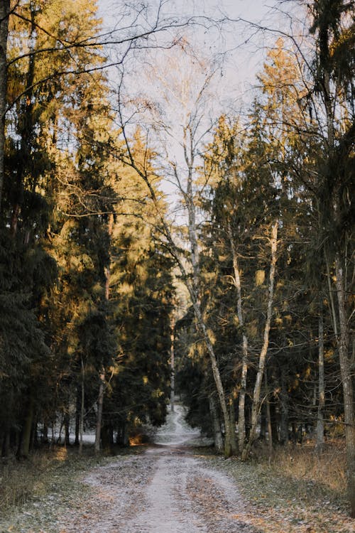 Základová fotografie zdarma na téma flóra, les, lesnatý kraj