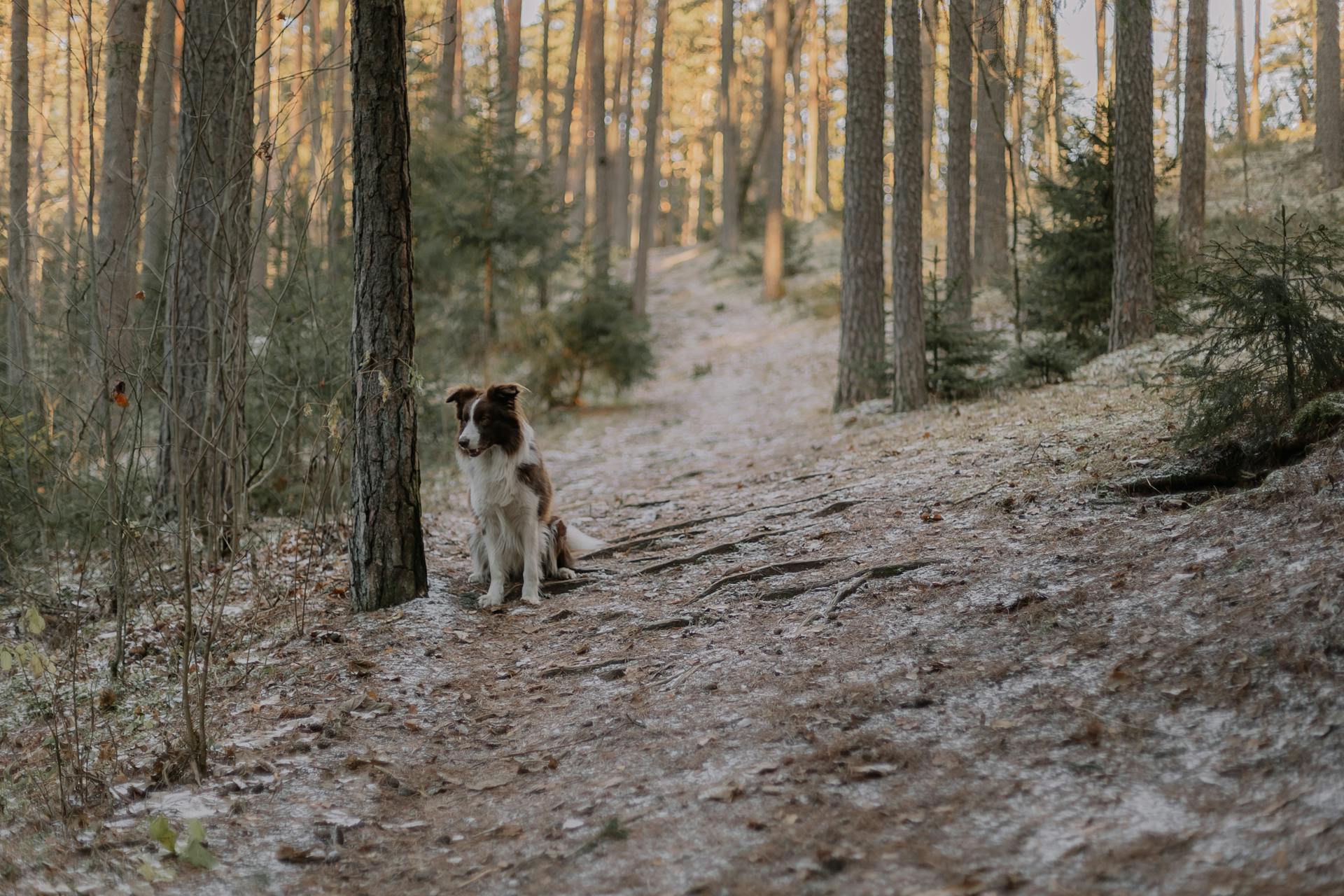 A Border Collie Dog in a Forest in Winter