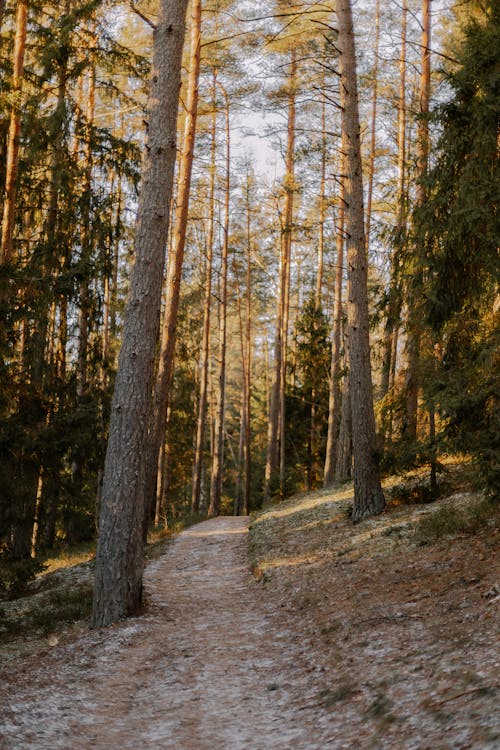 Kostenloses Stock Foto zu bäume, fußweg, kalt