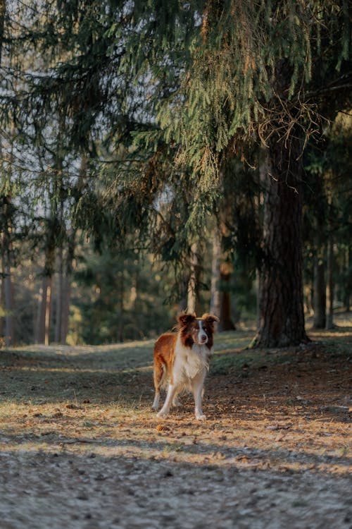 Foto stok gratis anjing, binatang, border collie