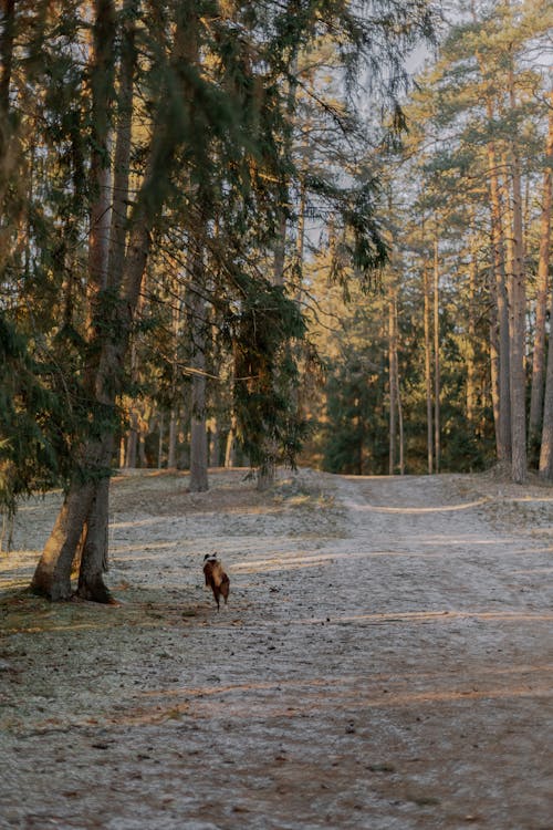 Foto profissional grátis de árvores, caminho, com frio