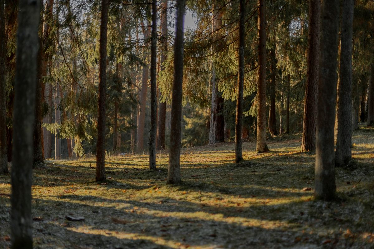 Golden Valley Woodland Burial Ground, Alfreton, Derbyshire