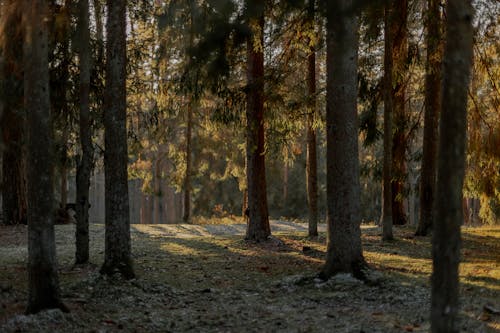 View of a Coniferous Forest with a Frosty Ground 