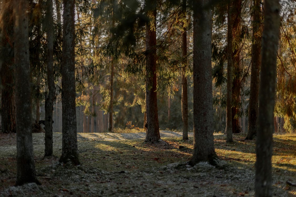 Foto d'estoc gratuïta de arbres, bosc, boscos