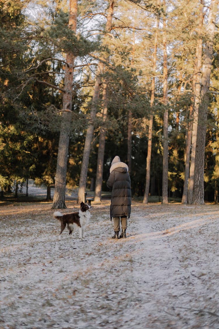 Woman Walking With A Border Collie Dog In A Forest In Winter 