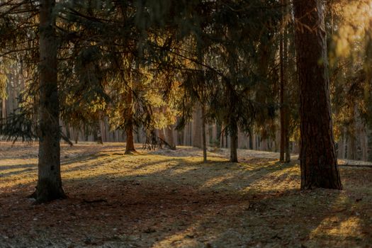 View of a Coniferous Forest with a Frosty Ground in Sunlight 
