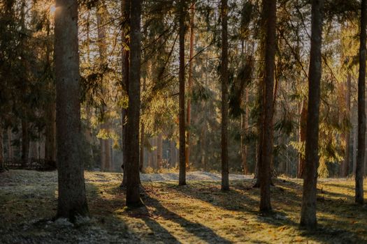 A serene forest scene captured in winter sunlight, highlighting frosty trees and ground.