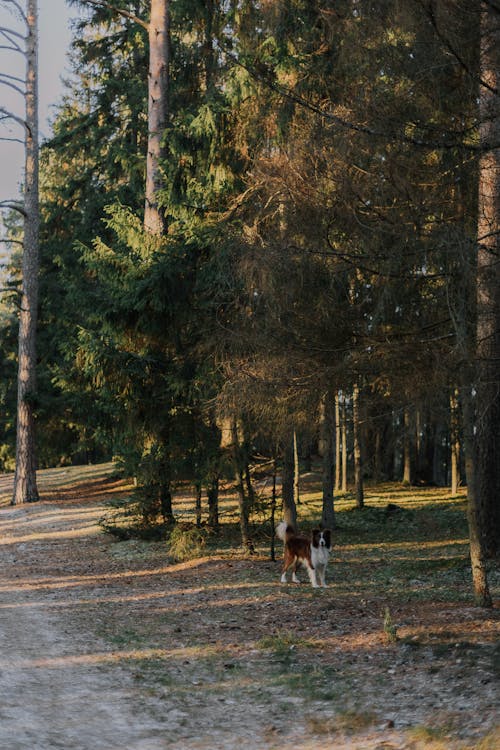 Darmowe zdjęcie z galerii z border collie, domowy, drzewa