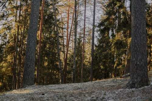 Gratis stockfoto met bloemen, bomen, Bos