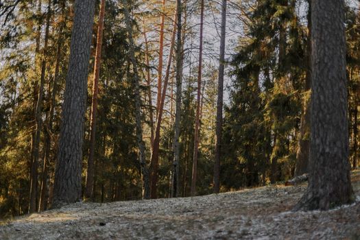 Peaceful woodland scene featuring tall pine trees with the warmth of autumn light.