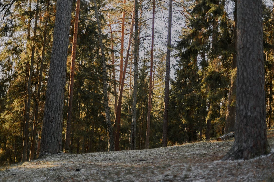 Gratis stockfoto met bloemen, bomen, Bos