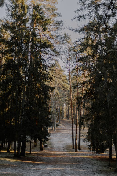 Trail Between Conifers in Forest