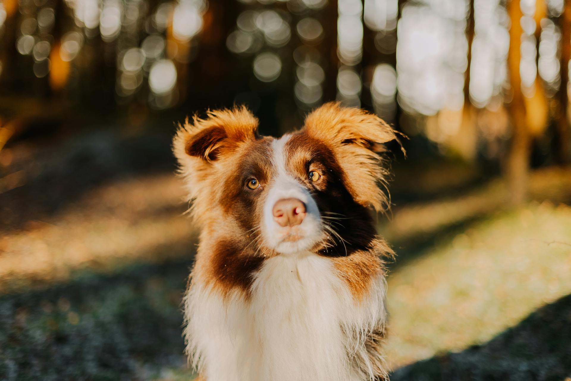 Australian Shepherd Dog