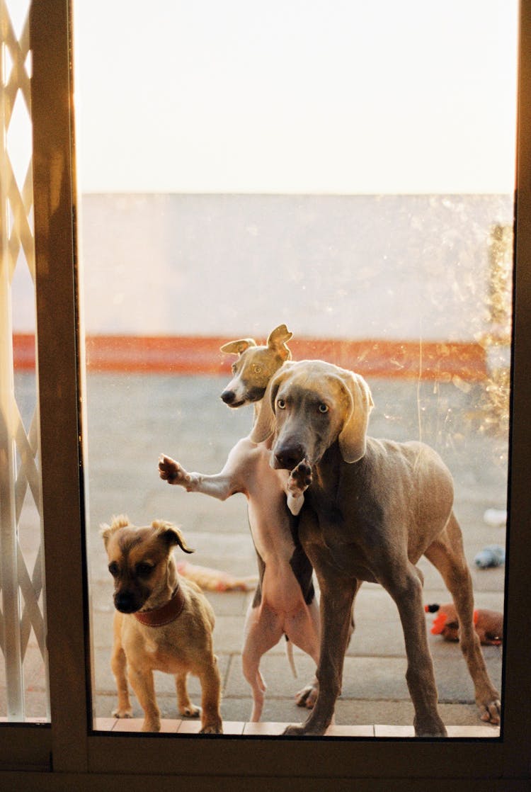 Three Dogs Standing Behind The Window 