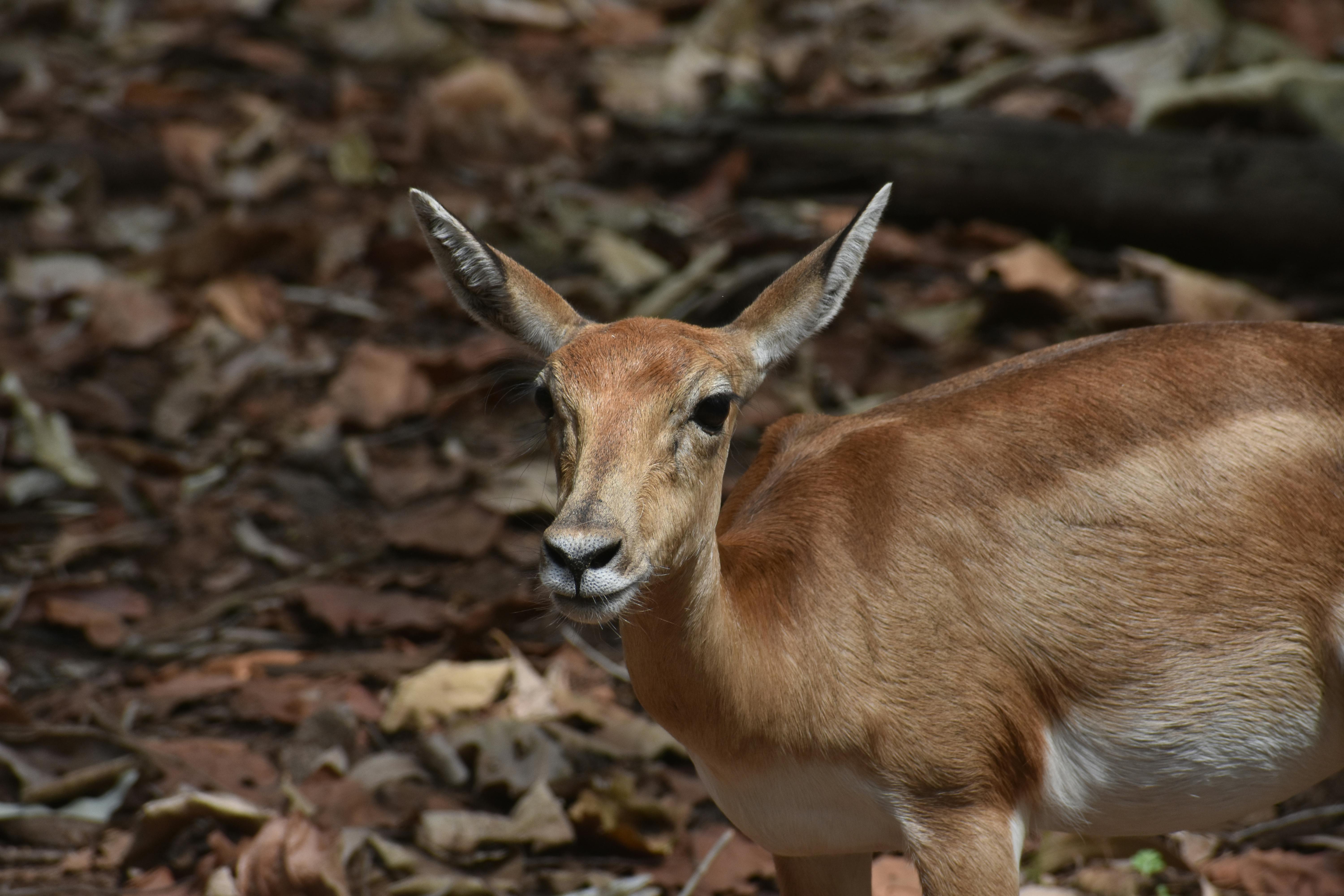 Mammal Photos Download The BEST Free Mammal Stock Photos HD Images